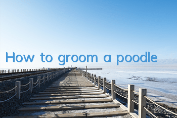 How to groom a poodle