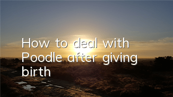 How to deal with Poodle after giving birth
