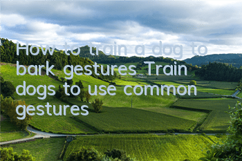 How to train a dog to bark gestures? Train dogs to use common gestures!