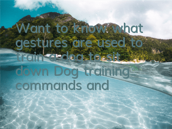 TWant to know what gestures are used to train a dog to sit down? Dog training commands and gestures!