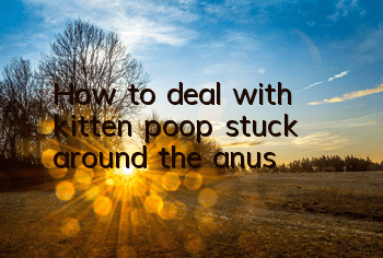 How to deal with kitten poop stuck around the anus