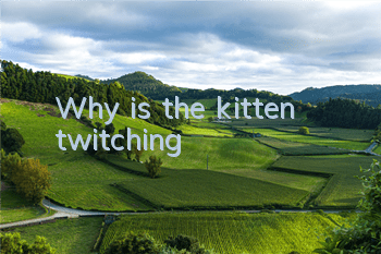 Why is the kitten twitching?