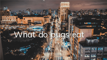 What do pugs eat?