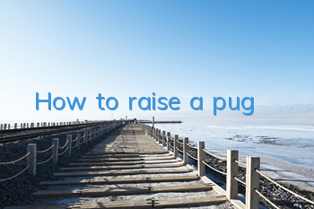 How to raise a pug