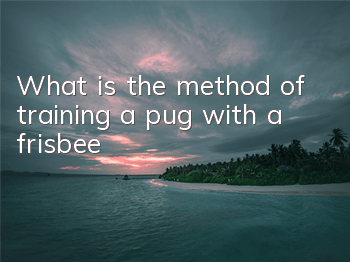 What is the method of training a pug with a frisbee?