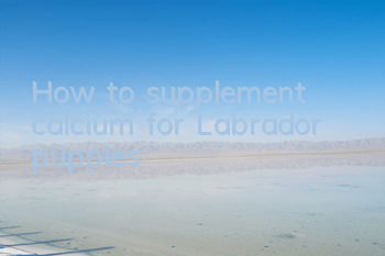 How to supplement calcium for Labrador puppies