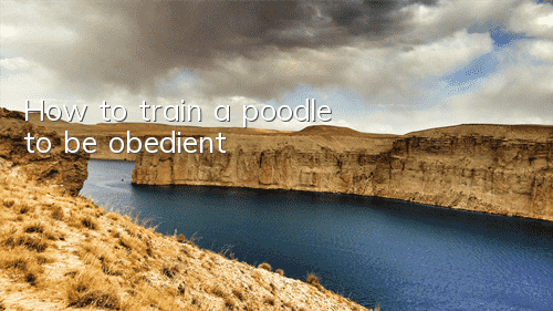 How to train a poodle to be obedient