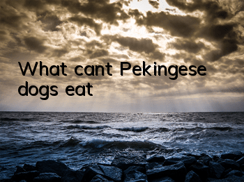 What can’t Pekingese dogs eat?