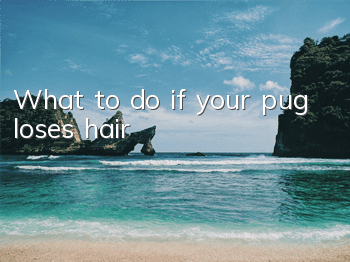 What to do if your pug loses hair