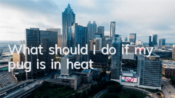What should I do if my pug is in heat?