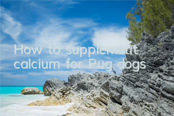 How to supplement calcium for Pug dogs