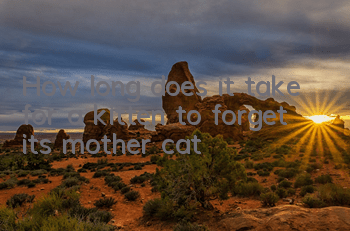 How long does it take for a kitten to forget its mother cat?
