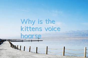 Why is the kitten's voice hoarse?