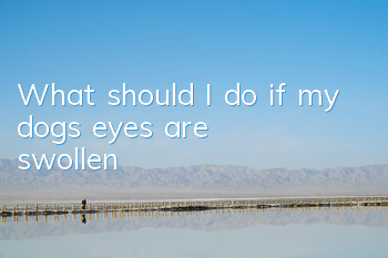 TWhat should I do if my dog’s eyes are swollen?
