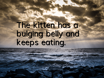 The kitten has a bulging belly and keeps eating.