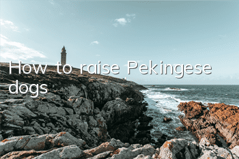 How to raise Pekingese dogs