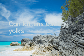 Can kittens eat egg yolks?