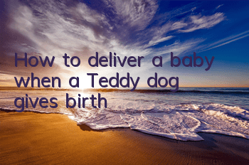 How to deliver a baby when a Teddy dog ​​gives birth
