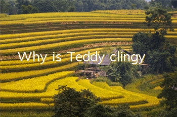 Why is Teddy clingy?