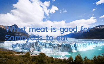 What meat is good for Samoyeds to eat?
