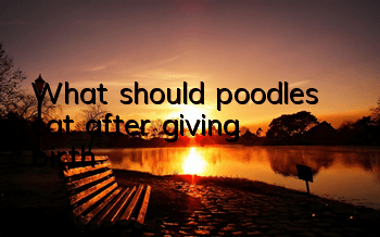 What should poodles eat after giving birth?
