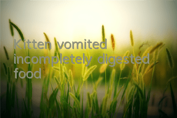 Kitten vomited incompletely digested food