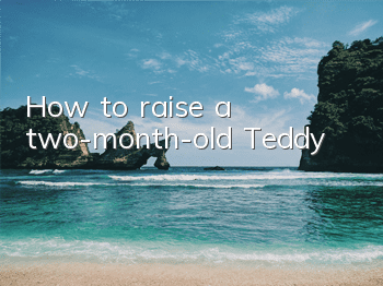 How to raise a two-month-old Teddy