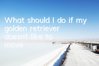 What should I do if my golden retriever doesn’t like to move?