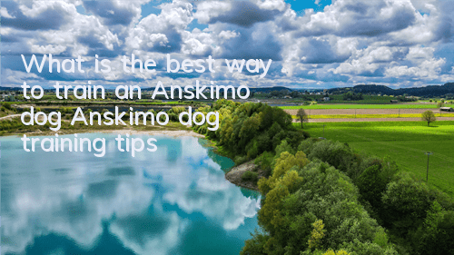 TWhat is the best way to train an Anskimo dog? Anskimo dog training tips!