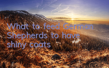 What to feed German Shepherds to have shiny coats?