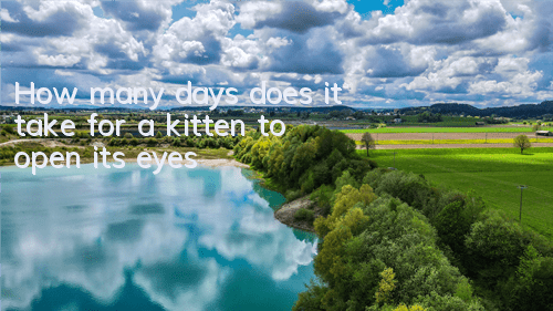 How many days does it take for a kitten to open its eyes?