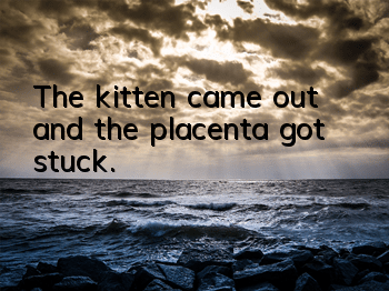 The kitten came out and the placenta got stuck.