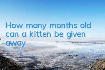 How many months old can a kitten be given away?