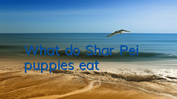 What do Shar Pei puppies eat?