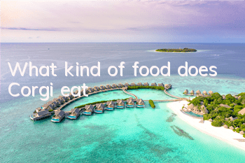 What kind of food does Corgi eat?