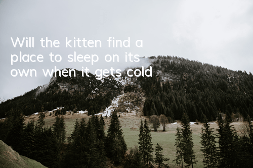 Will the kitten find a place to sleep on its own when it gets cold?