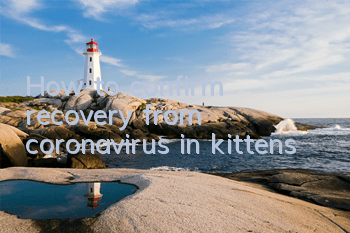 How to confirm recovery from coronavirus in kittens