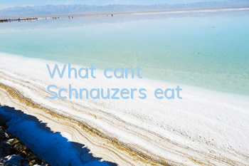 What can’t Schnauzers eat?