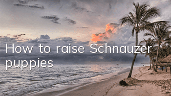 How to raise Schnauzer puppies