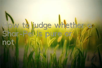 How to judge whether a Shar-Pei is pure or not?