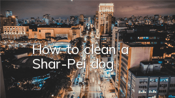 How to clean a Shar-Pei dog