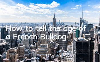 How to tell the age of a French Bulldog