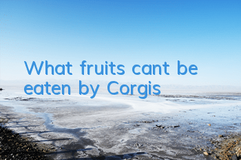 What fruits can’t be eaten by Corgis?