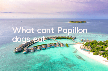 What can’t Papillon dogs eat?