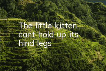 The little kitten can't hold up its hind legs