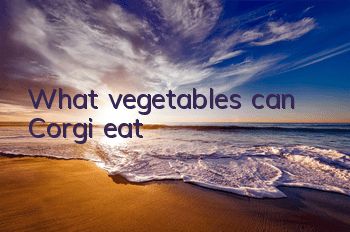 What vegetables can Corgi eat?