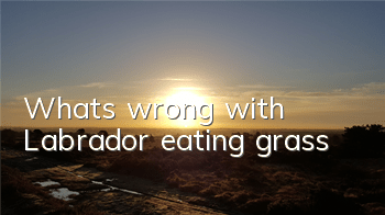 What's wrong with Labrador eating grass?
