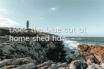Does the blue cat at home shed hair?