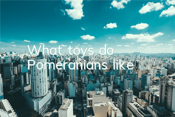 What toys do Pomeranians like?