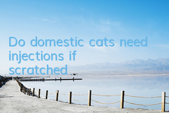 Do domestic cats need injections if scratched?